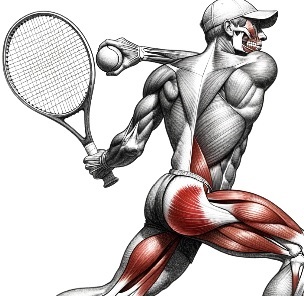 Key muscles engaged in tennis